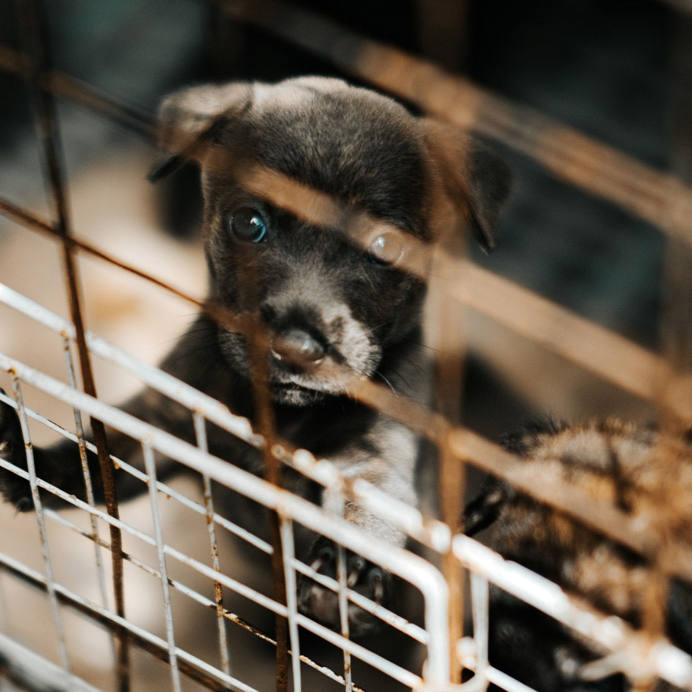 Close-up of a black puppy with one cloudy eye gripping the bars of a metal cage.