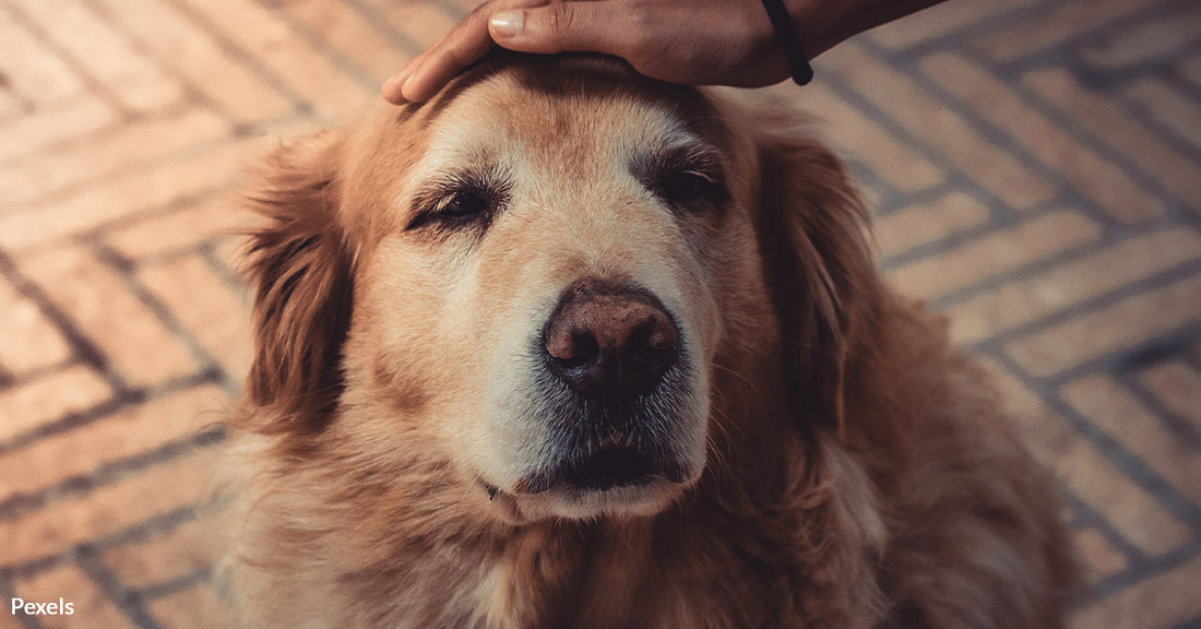 Recognizing Pet Dementia: Is Your Furry Friend at Risk?