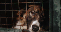 A sad-eyed brown and white dog peers through rusty metal cage bars in a dim animal shelter.