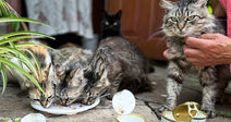 several cats eating can food outside