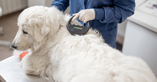 Shelters Sound Alarm After Microchip Registry Shut Down Leaves Pets Stranded