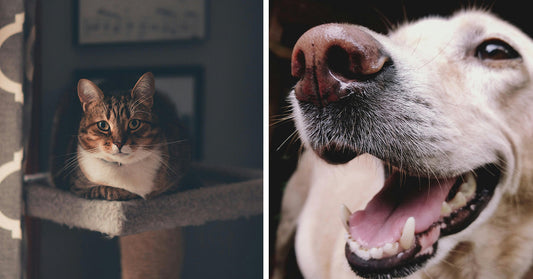 A tabby cat lounges on a platform beside a smiling dog's close-up face.