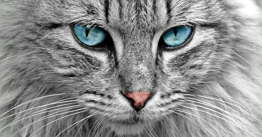 Close-up of a gray cat with striking blue eyes and detailed fur texture.