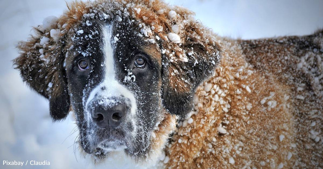 People Across the Country Are Being Cited for Leaving Pets Out During Cold Snap