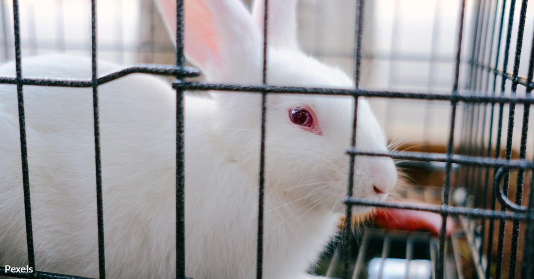 Petco Finally Bans Rabbit Sales After Outcry Over Abandonment Crisis