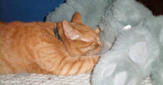 Cat Refuses to Go Anywhere Without Her Stuffed Bunny