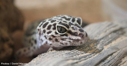 New Research Provides Pointers on Making Pet Lizards Happy