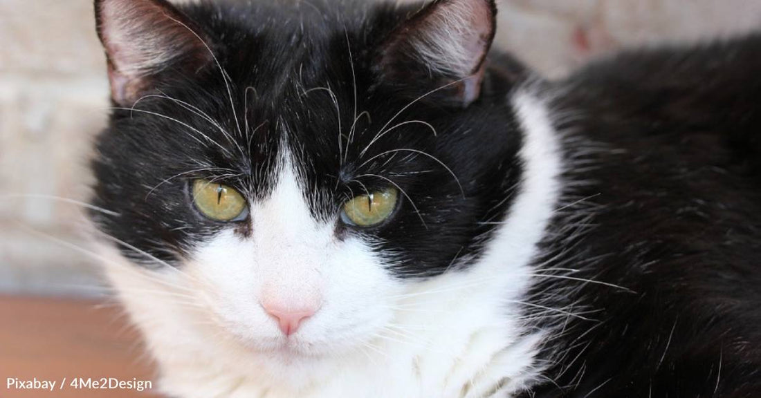 With Patience and Encouragement, Skittish Feral Cat Becomes 'Source of Love'