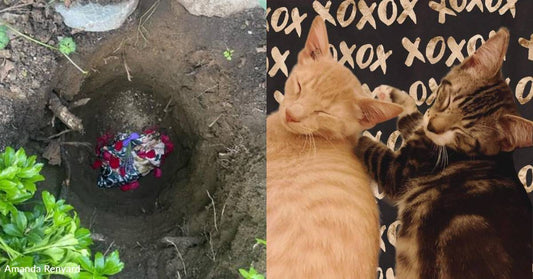 Family Finds Out About Kittens Who Need a Home the Same Day They Bury Their Cat