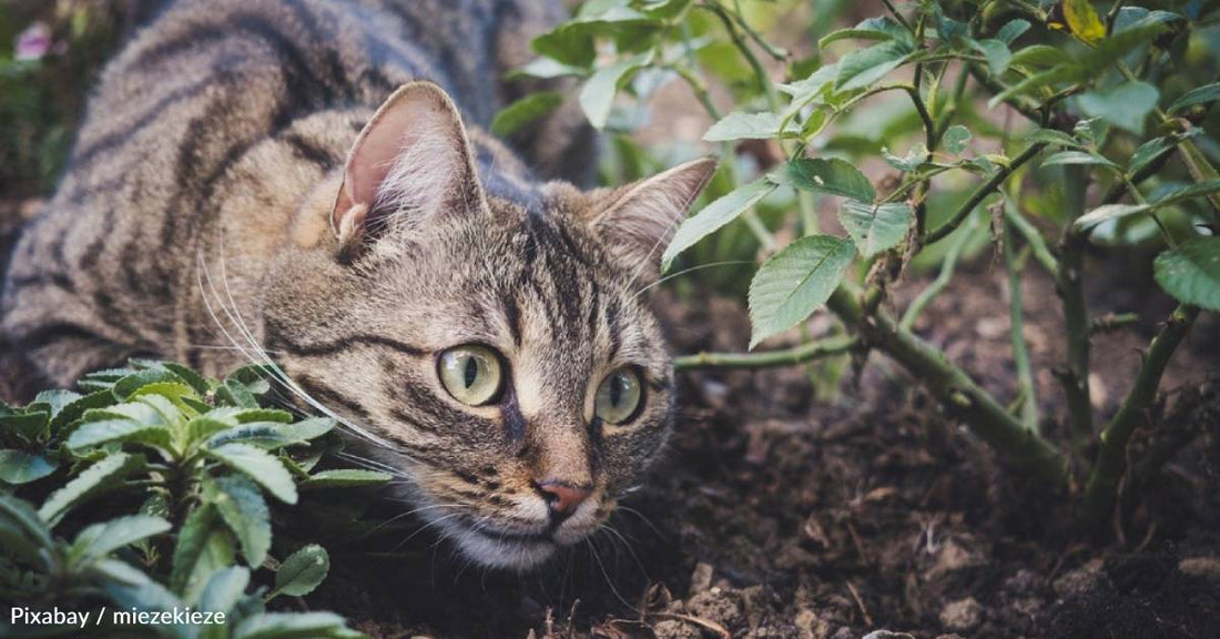 Tripod Kitten Survives Slew of Health Issues to Live Full Life