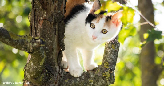 Mom Tells Daughter She Wants to Come Back as Her Cat, Daughter Believes She Does