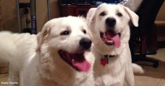 Woman Gets Her Dad a New Dog, Not Knowing the Dog's Pregnant with Seven Puppies