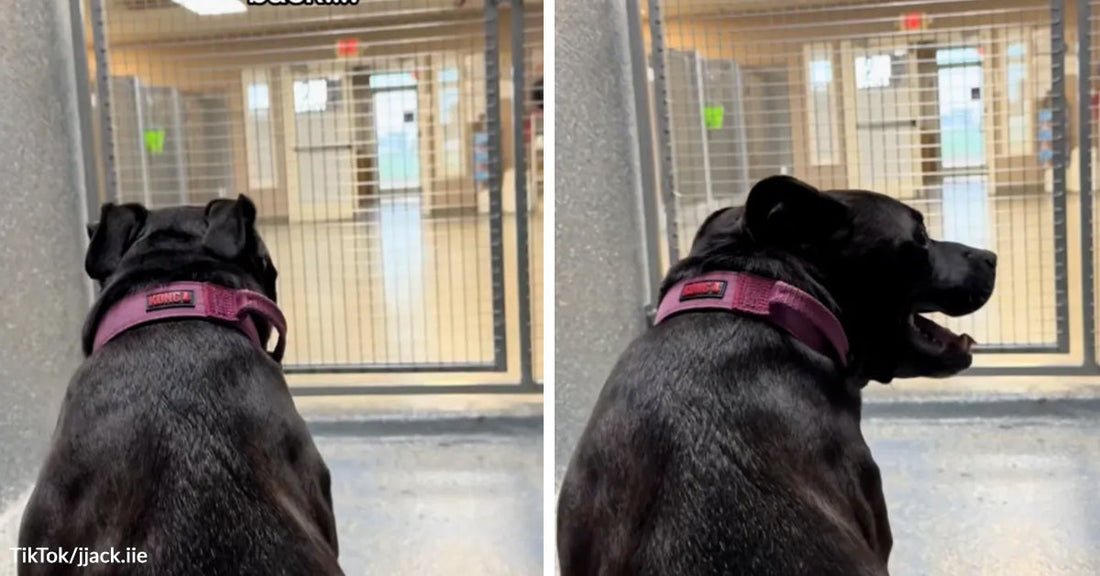 Black dog in a purple harness sitting and looking into a shelter kennel area, shown in two nearly identical side-view images.