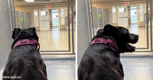 Black dog in a purple harness sitting and looking into a shelter kennel area, shown in two nearly identical side-view images.