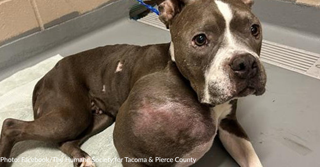 Pit Bull With Volleyball-Sized Tumor Gets Adopted By Vet Tech