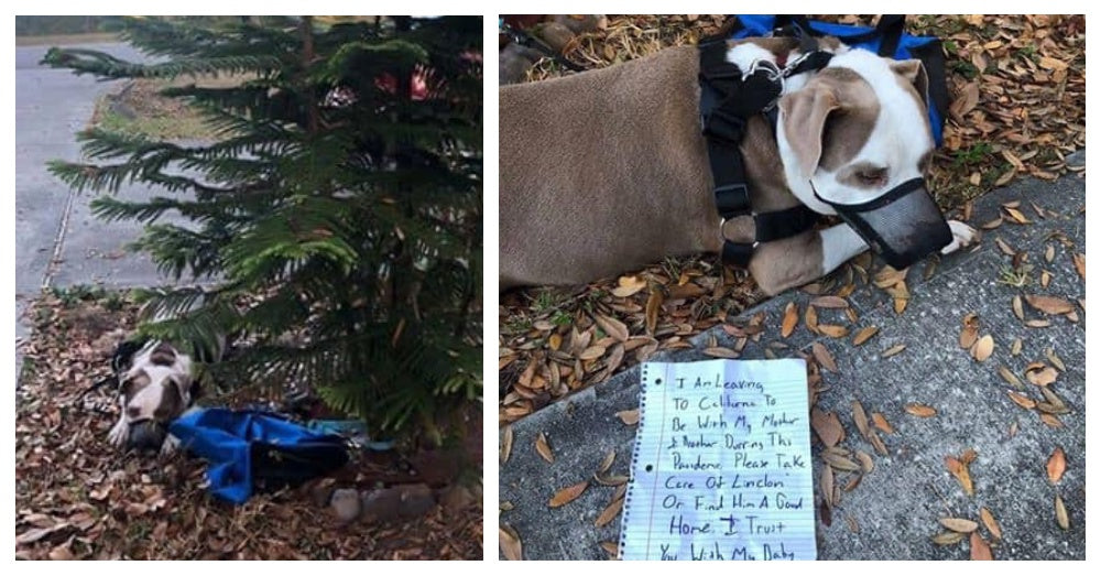 Man Ties Dog To Neighbor's Tree In The Middle Of The Night With Note And Then Leaves Town