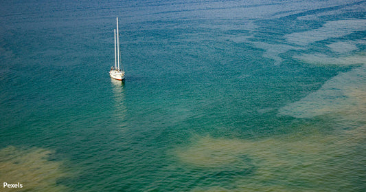 Plankton Poop Could Hold the Key to Slowing Climate Change