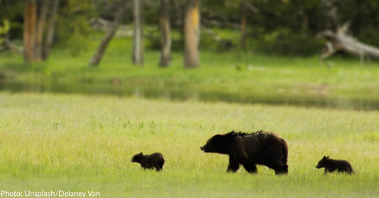 Colorado Officials Offer Reward To Find Poacher Who Killed Mama Bear and Left Two Cubs Orphaned