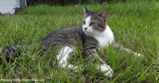 Three-Legged, Partially Blind Kitten Rescued During Heat Wave