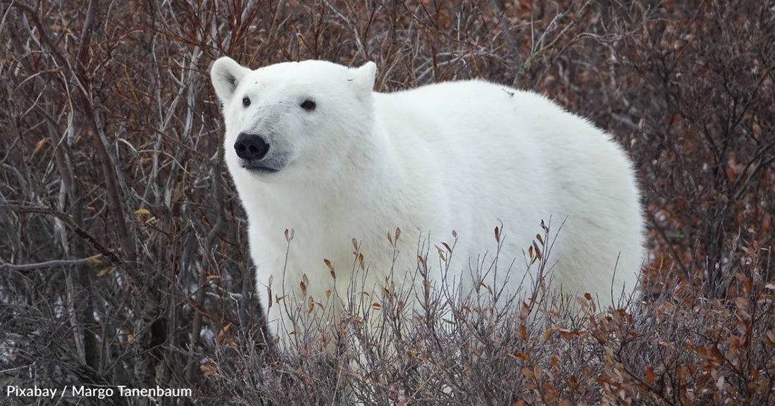 Polar Bears Are Being Exposed to More Pathogens as the Arctic Warms