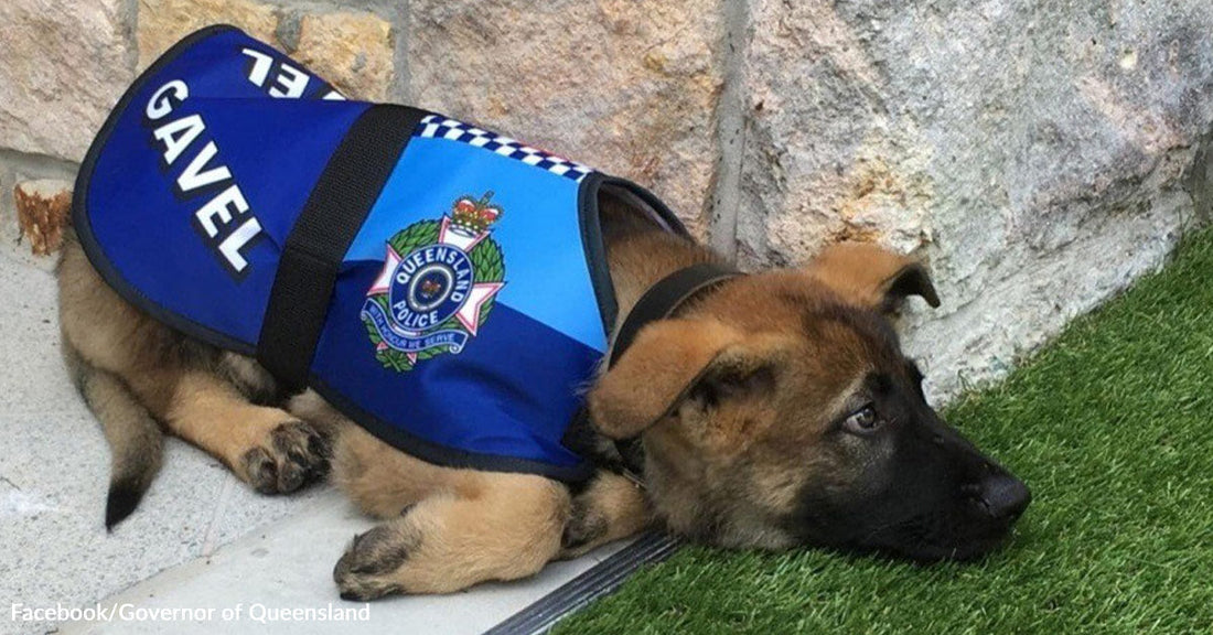 German shepherd puppy wearing a blue vest labeled “Gavel” for Queensland Police lying beside a stone wall.