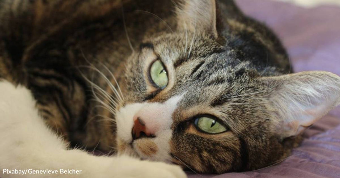 Cat Who Went to Shelter After Owner Got Sick Becomes a Determined 'Foster Fail'