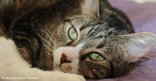 Cat Who Went to Shelter After Owner Got Sick Becomes a Determined 'Foster Fail'