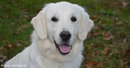 Dog Abandoned on Porch for Weeks is Rescued in the Nick of Time