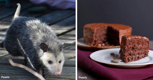 Opossum Relaxes On Patio Furniture After Devouring Entire Costco Chocolate Cake