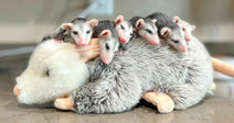 Several baby opossums huddled closely together on top of a plush toy shaped like an adult opossum, resting on a flat surface indoors.