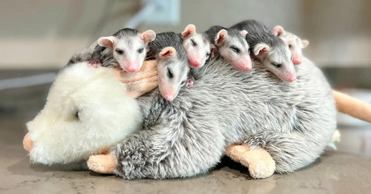 Several baby opossums huddled closely together on top of a plush toy shaped like an adult opossum, resting on a flat surface indoors.