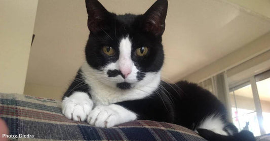 Farm Cat Adapts to Inside Life for Her Favorite Girl