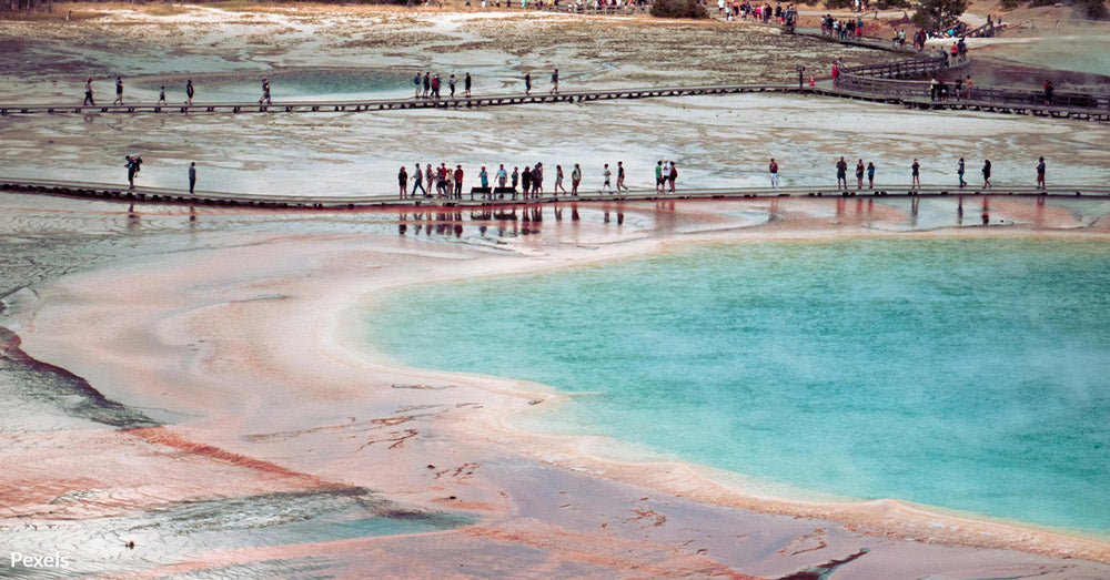 Reckless Visitors Are Putting Yellowstone’s Wildlife and Geysers in Danger