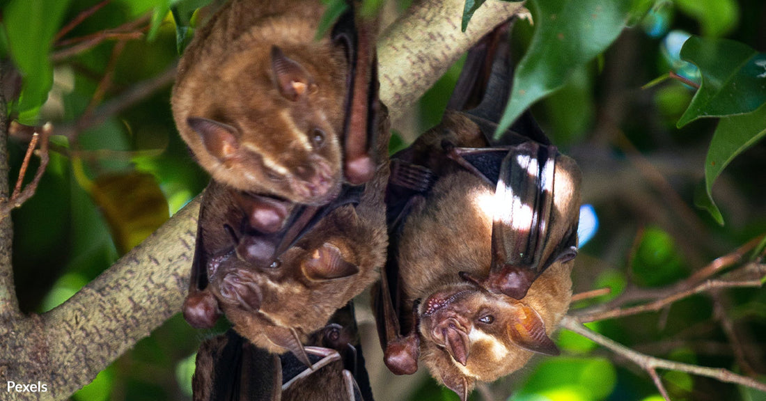 Threatened Bat Species: Alarming Declines and the Battle for Survival for Our Ecological Superheroes