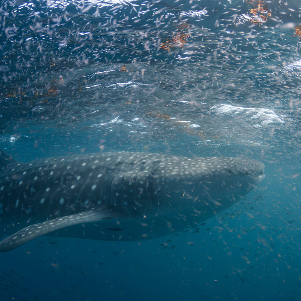 Stop the Krill Collapse Before Antarctic Life Starves