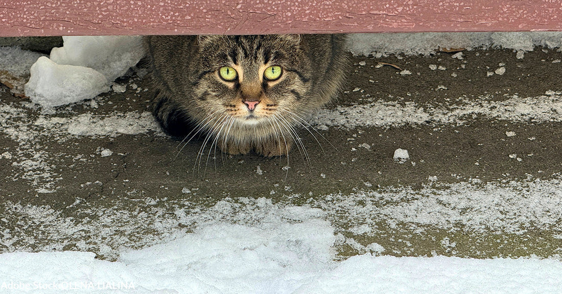 gray tabby cat under a bench in winter looking at camera