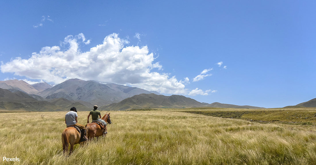 Grassland Prairies are a Crucial Habitat for Wildlife, and They're Rapidly Disappearing