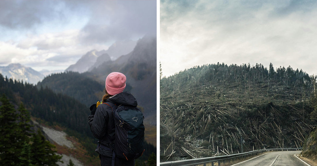 Wildlife and Waterways Face Peril from Timber Industry Expansion