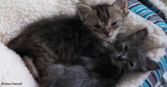 Foster Works Hard to Save Two Surviving Days-Old Kittens After Losing Three