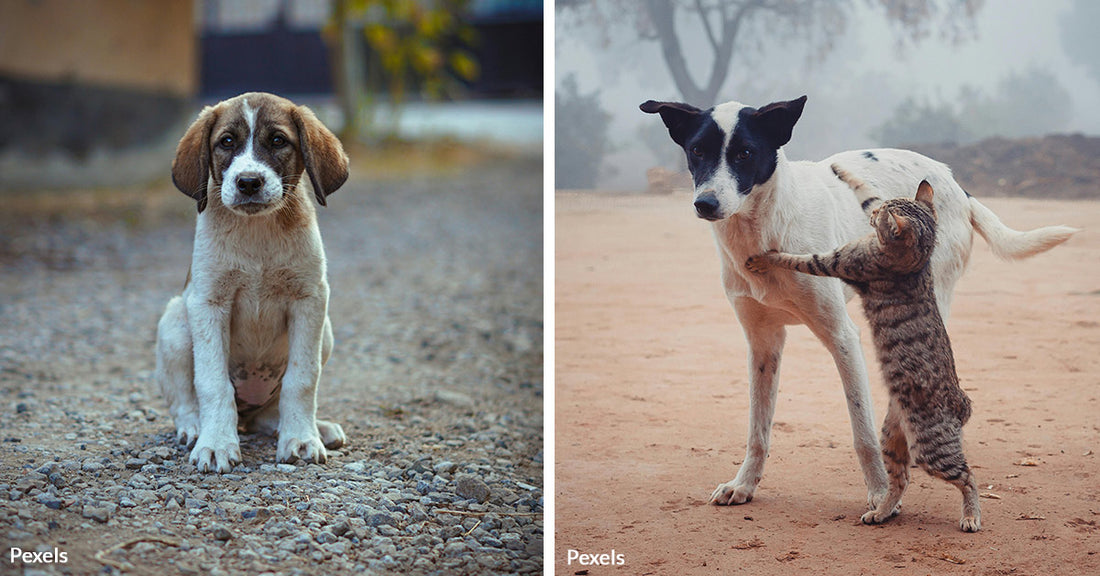 Stray Animals Overwhelm Puerto Rico Years After Hurricane Aftermath