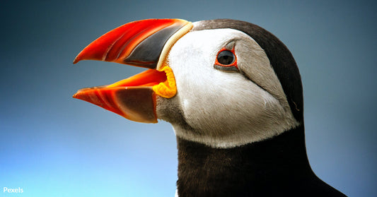 Puffins Far from Home — Cold Weather Birds Visit Florida as Climate Change Redraws Migration Maps