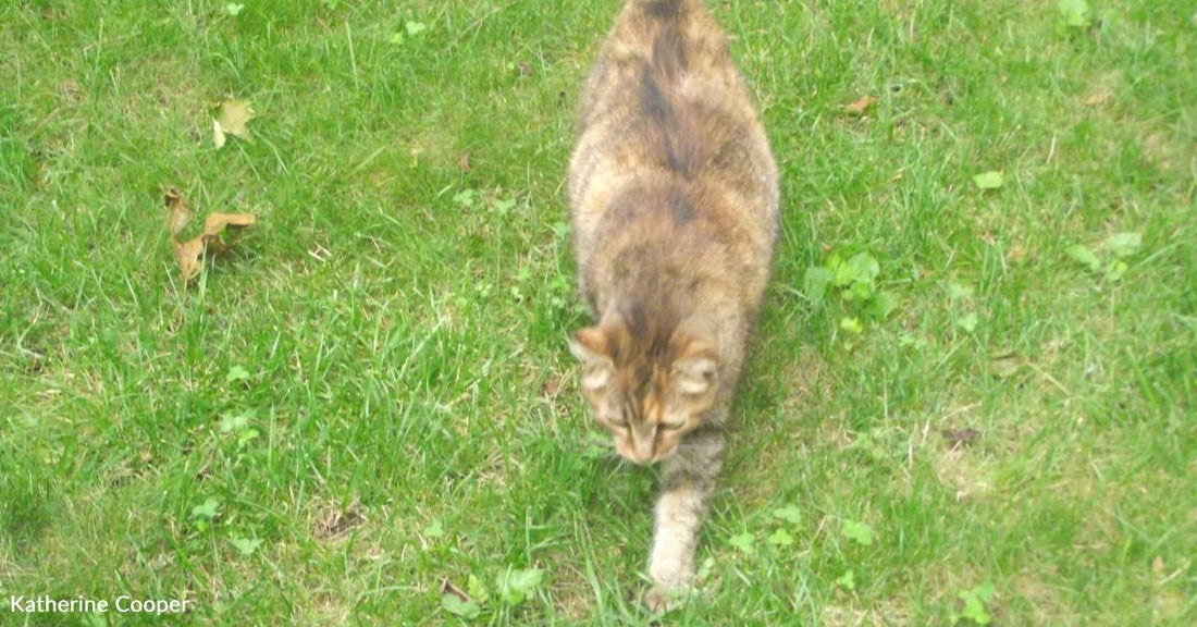 Woman Adopts Stray Cat Who Makes Itself at Home in Her Hotel Room