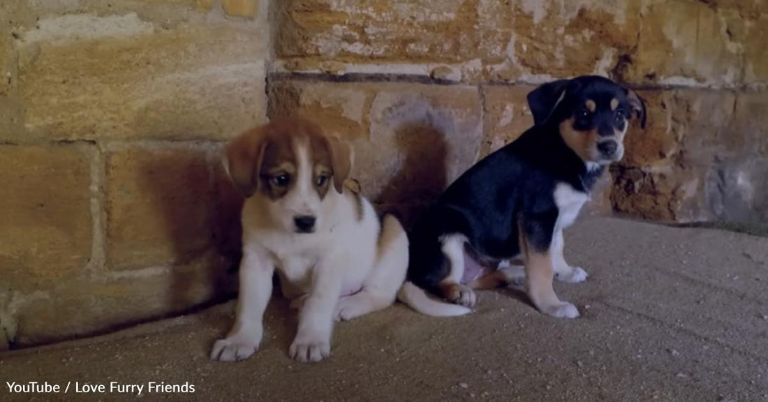 Tiny Puppies in a Basement Are Given a Miracle