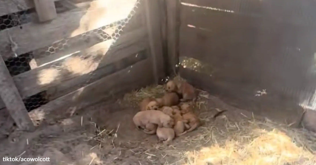 A group of playful puppies cuddling in a shaded, straw-filled enclosure.