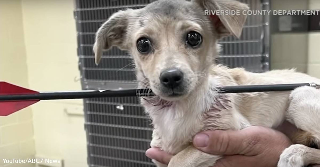 Miracle Puppy Defies The Odds After Being Shot In Neck With Arrow