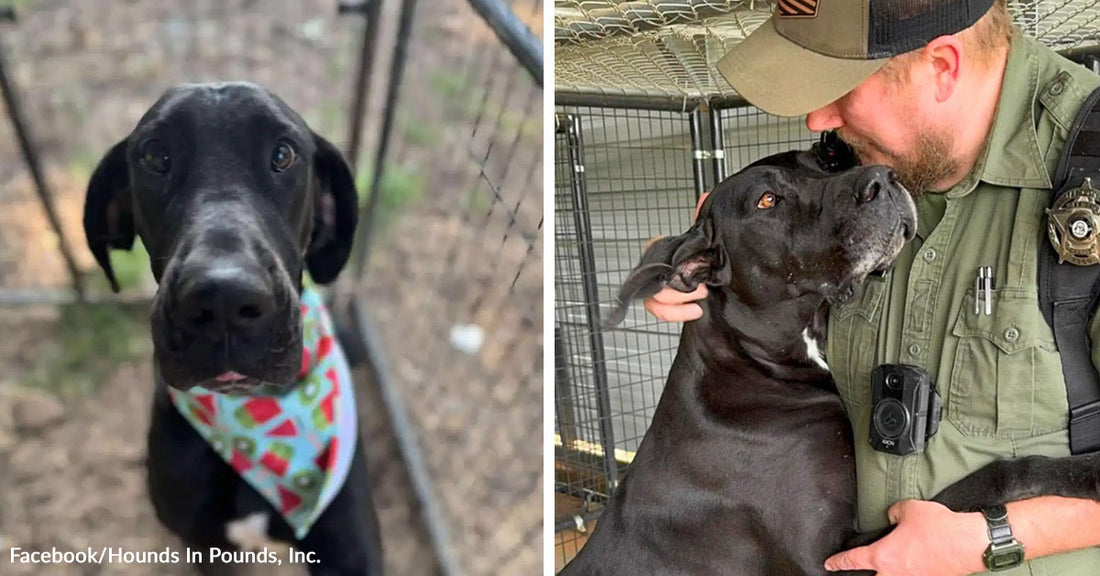 Black dog wearing a bandana in a kennel, next to a rescuer embracing the same dog after rescue.