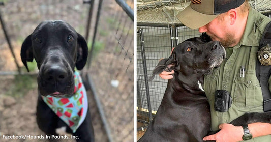 Black dog wearing a bandana in a kennel, next to a rescuer embracing the same dog after rescue.