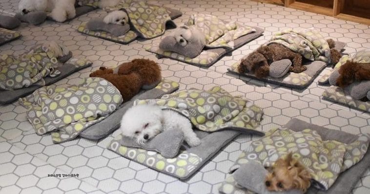 Doggie Daycare In South Korea Shares Adorable Photos Of Puppies Sleeping Together