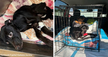 Black dog lying on a quilt with a bandaged front leg and medical line attached. Small black dog resting inside a wire crate in the back of a vehicle during transport.