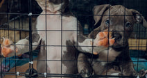 Several pit bull puppies crowd against the wire door of a metal crate, with two standing upright on their hind legs.